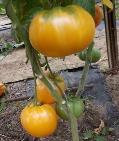Orange Jazz (GRV)